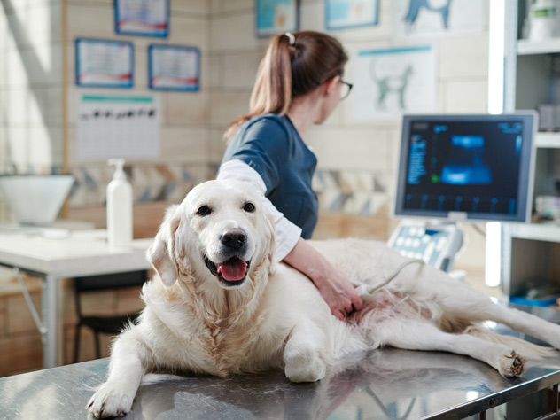 Logistics and supply chain solution for animal health products